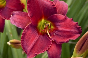 Hemerocallis 'Red Razzmatazz' New 2024